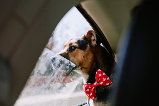hondengeur uit auto verwijderen